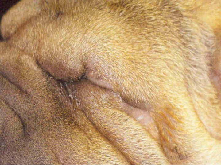 La Ulcera Corneal en el Perro, Gato o el Caballo